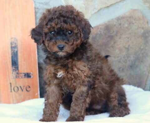 Larry Mini Goldendoodle