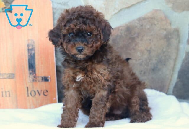 Curly black and brown Mini Goldendoodle puppy with a small white patch on its chest sitting on a white blanket in front of a rustic “Fall in Love” sign and stone wall. image