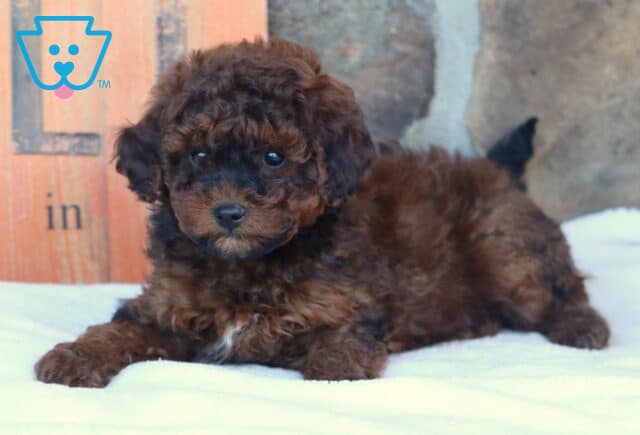 Adorable black and brown Mini Goldendoodle puppy with a curly coat lying on a white blanket in front of a rustic fall-themed sign and stone wall. image