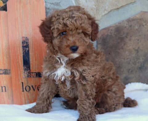 Larz Mini Goldendoodle