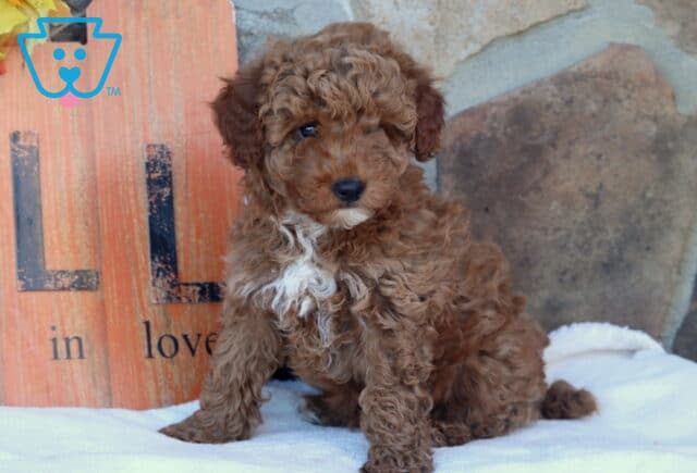 Fluffy apricot Mini Goldendoodle puppy with a white patch on its chest sitting on a white blanket beside a rustic orange “Fall in Love” sign and stone background. image