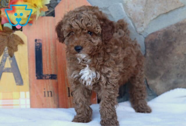 Adorable apricot Mini Goldendoodle puppy with tight curls and a white chest standing on a white blanket in front of a rustic fall-themed sign and stone wall. image