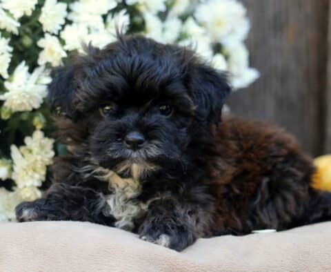 Lee Shihpoo