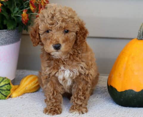 Leo Mini Poodle