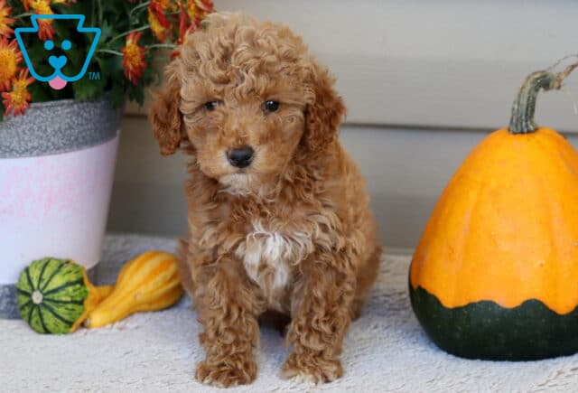 Leo Mini Poodle image