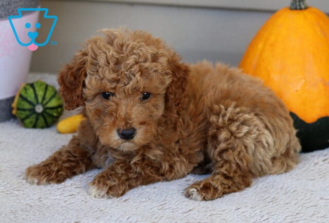Leo Mini Poodle2 image