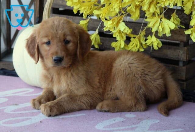 Lexy Golden image