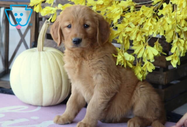 Lexy Golden2 image