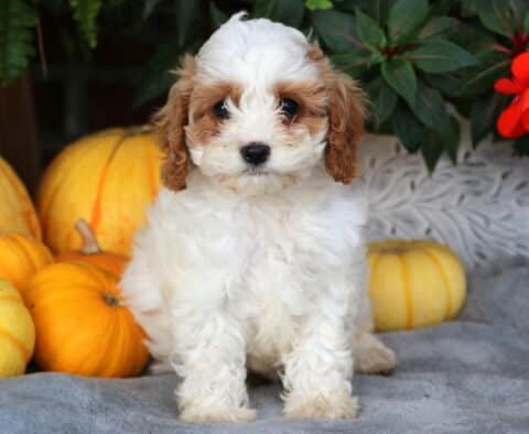 Libby Cavapoo