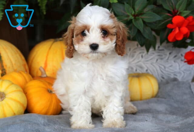 Adorable white and apricot Cavapoo puppy sitting on a gray blanket with pumpkins and red flowers in the background, looking straight at the camera with soft, curious eyes. image