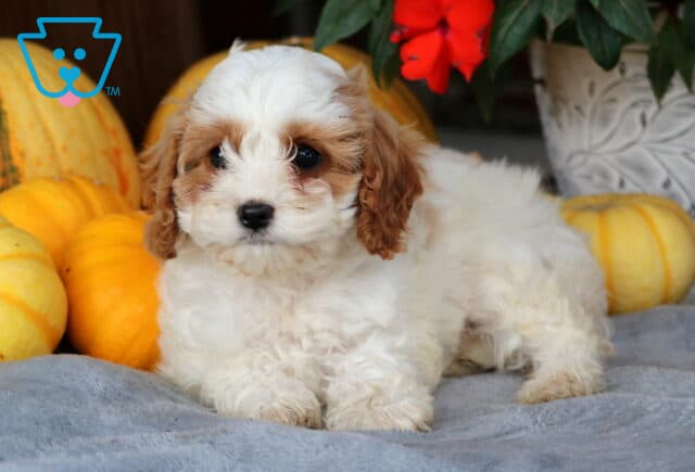 Fluffy white and apricot Cavapoo puppy lying on a soft gray blanket surrounded by pumpkins and red flowers, looking calm and curious toward the camera. image
