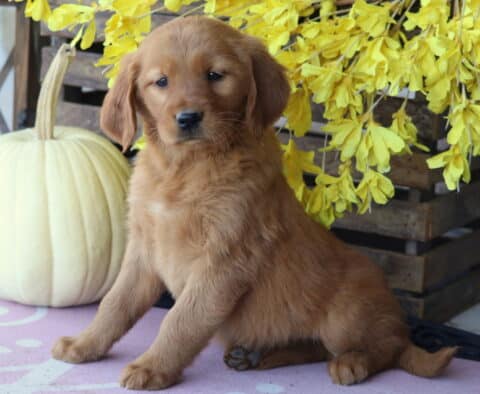 Liberty Golden