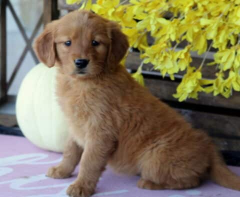 Lilly Golden