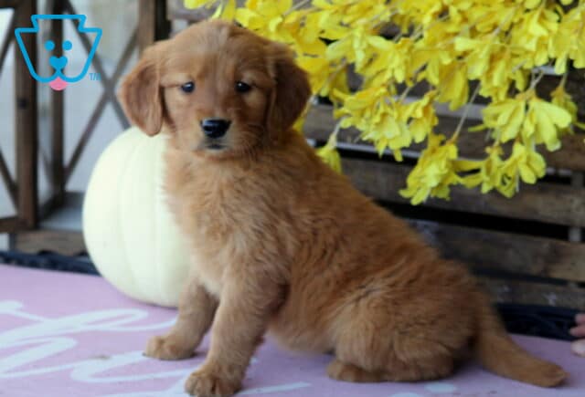Lilly Golden image