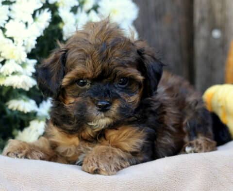 Lincoln Shihpoo