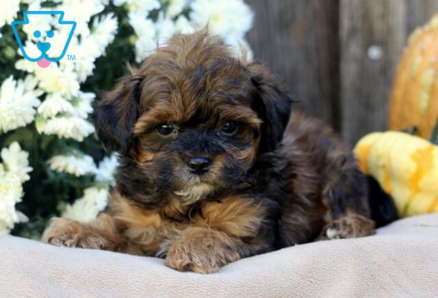 Lincoln Shihpoo image