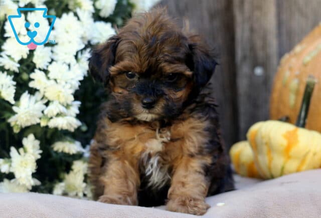 Lincoln Shihpoo2 image