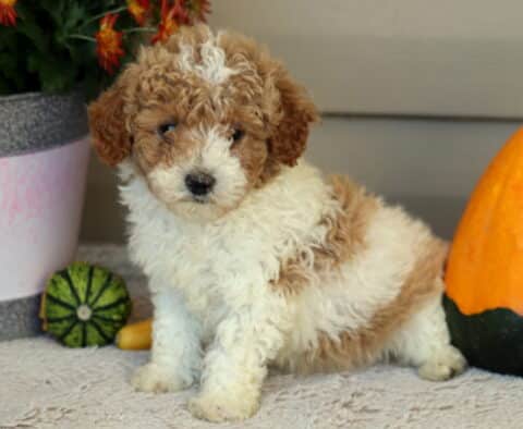 Logan Mini Poodle