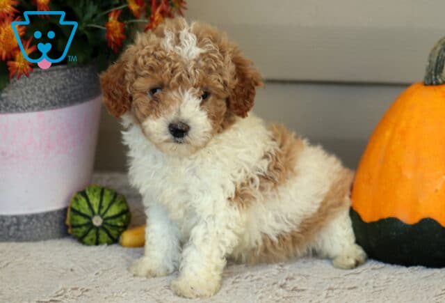 Logan Mini Poodle image