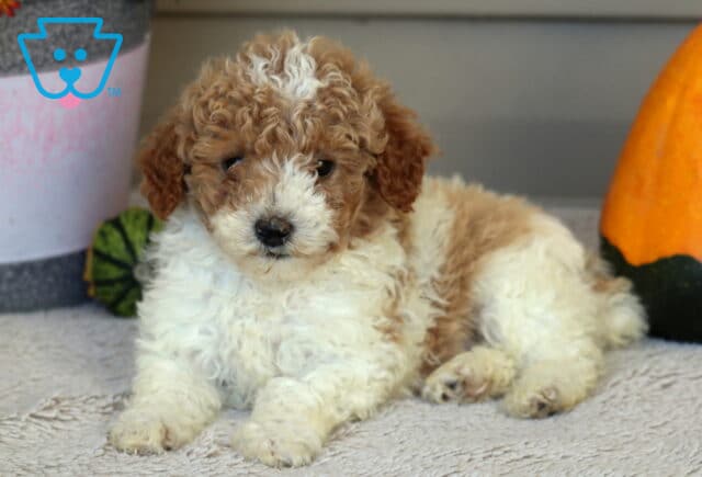 Logan Mini Poodle2 image