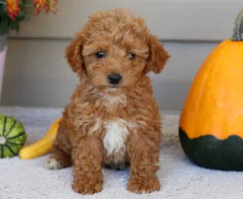 Lola Mini Poodle