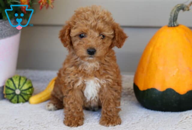 Lola Mini Poodle image
