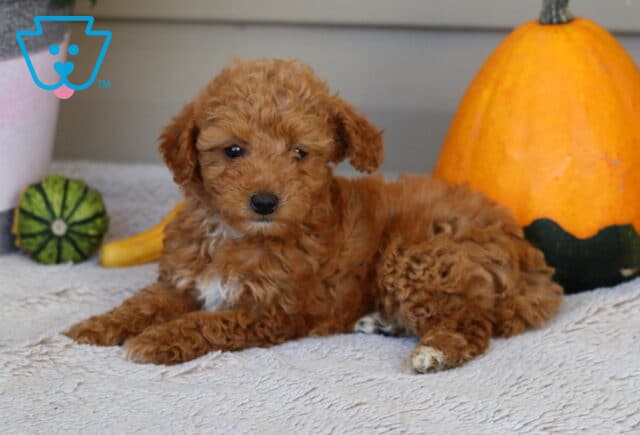 Lola Mini Poodle2 image