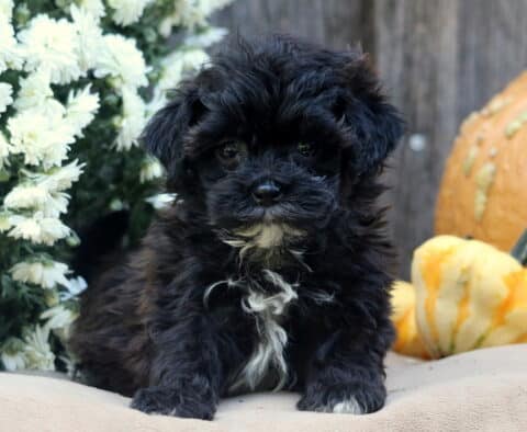 Lola Shihpoo