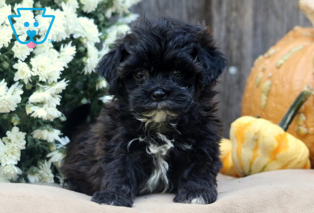 Lola Shihpoo image