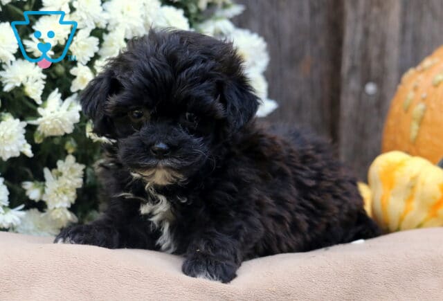 Lola Shihpoo2 image