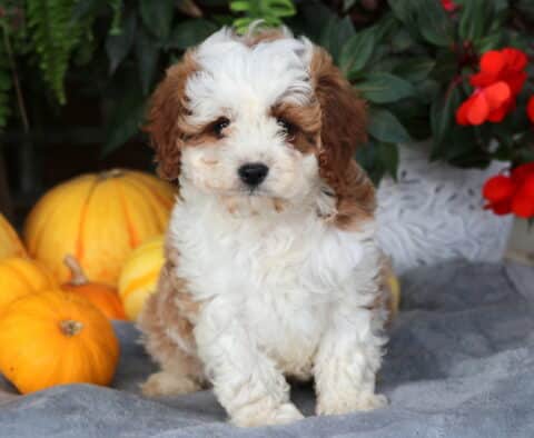 Louie Cavapoo