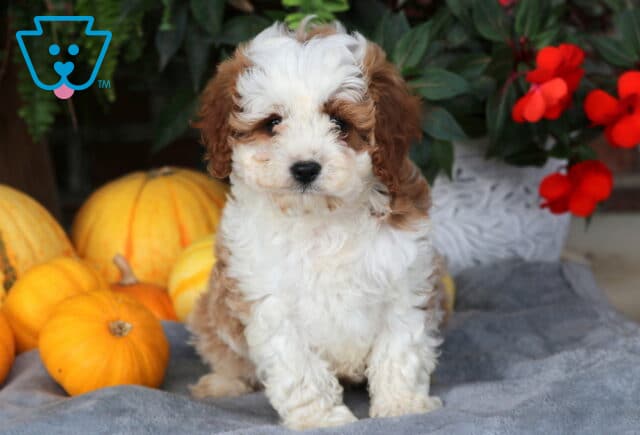 Louie Cavapoo image