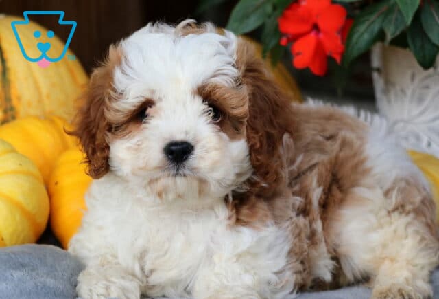 Louie Cavapoo2 image