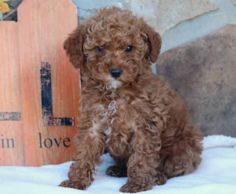 Louie Mini Goldendoodle