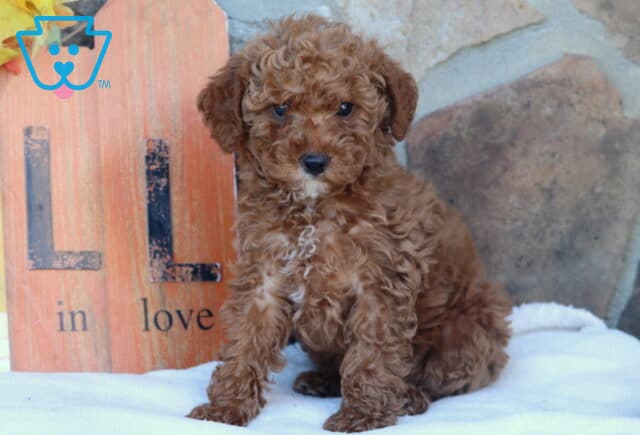 Curly apricot Mini Goldendoodle puppy with a small white patch on its chest sitting on a white blanket in front of a rustic “Fall in Love” wooden sign and stone wall. image