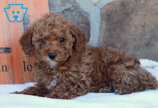 Curly apricot Mini Goldendoodle puppy lying on a white blanket in front of a rustic “Fall in Love” wooden sign and stone wall background. image
