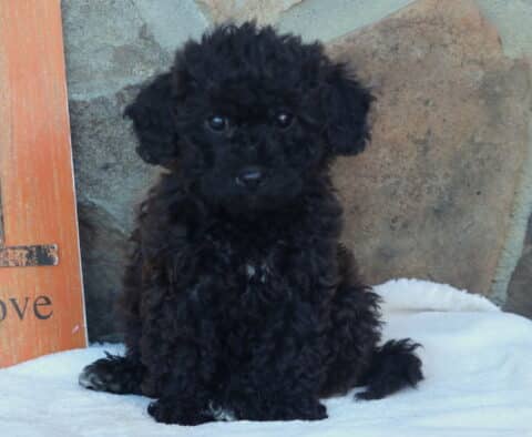 Lovey Mini Goldendoodle