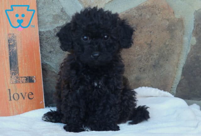 Lovey Mini Goldendoodle image