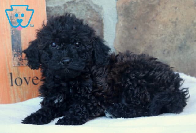 Lovey Mini Goldendoodle2 image