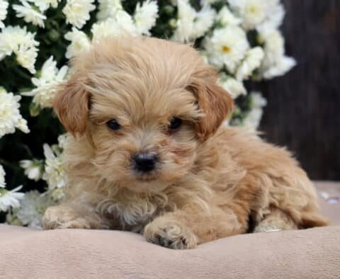 Lovey Shihpoo