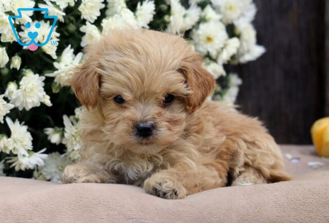 Lovey Shihpoo image
