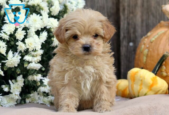 Lovey Shihpoo2 image