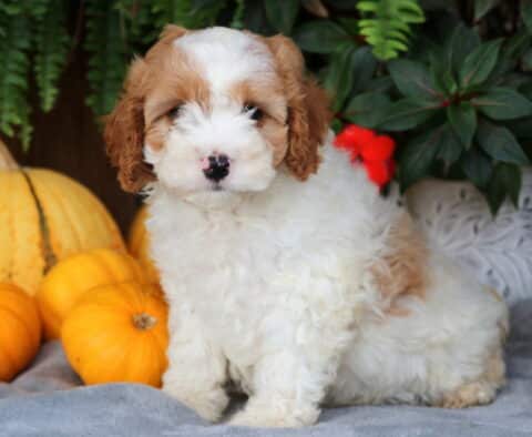 Lucky Cavapoo