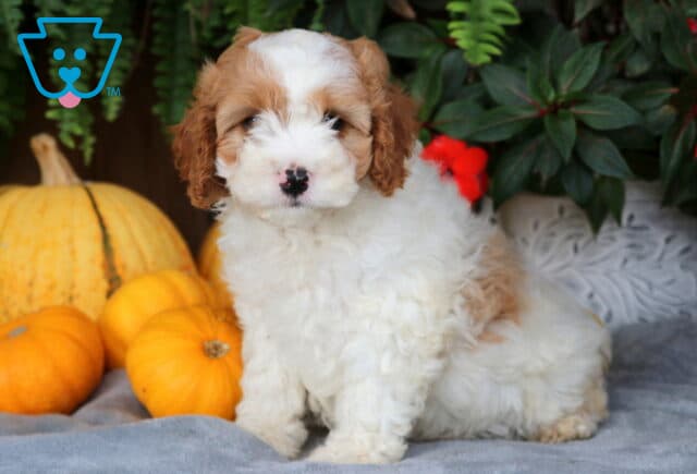 Lucky Cavapoo image