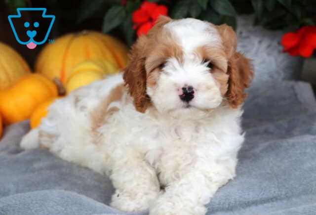 Lucky Cavapoo2 image