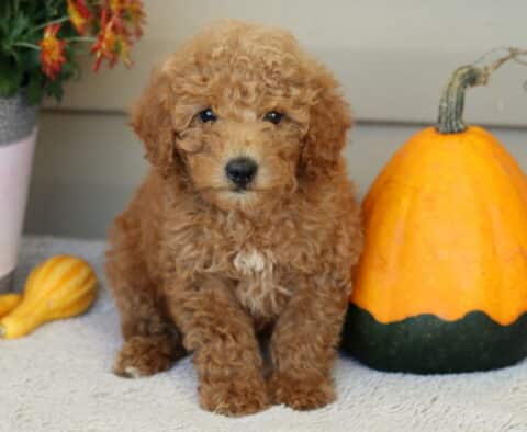 Lucky Mini Poodle