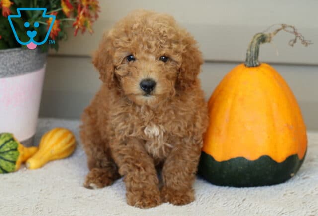 Lucky Mini Poodle image