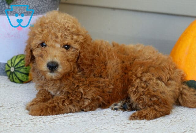 Lucky Mini Poodle2 image