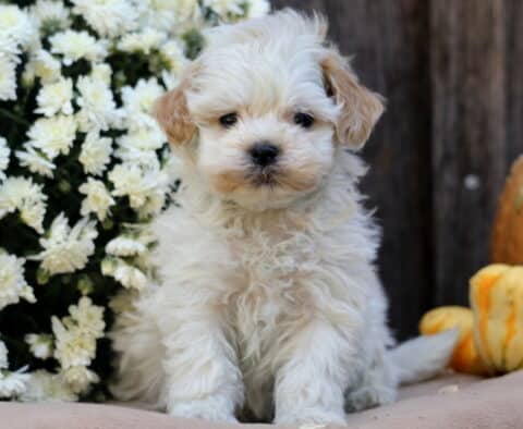 Lucky SHihpoo