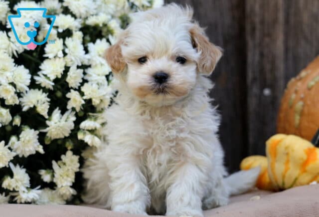 Lucky SHihpoo image